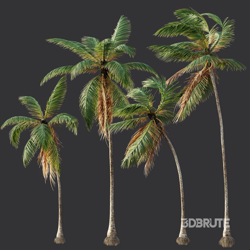 AV Cocos Nucifera 6 palm trees Image 6