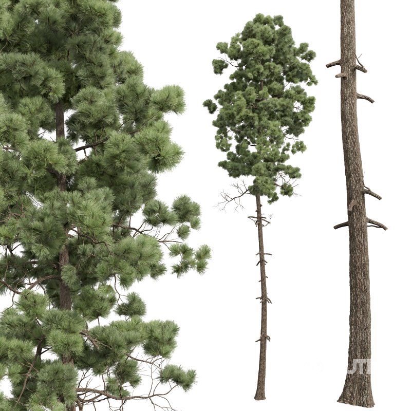 AV Pinus Engelmannii and Pinus Palustris Image 3