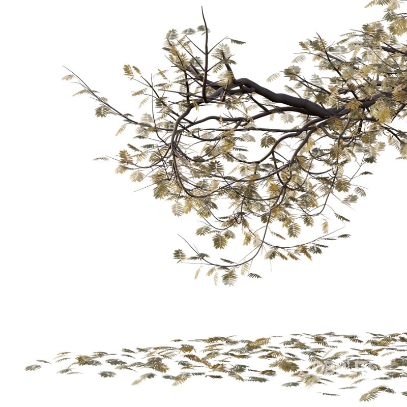 Mountain Ash Tree 17 Image 1