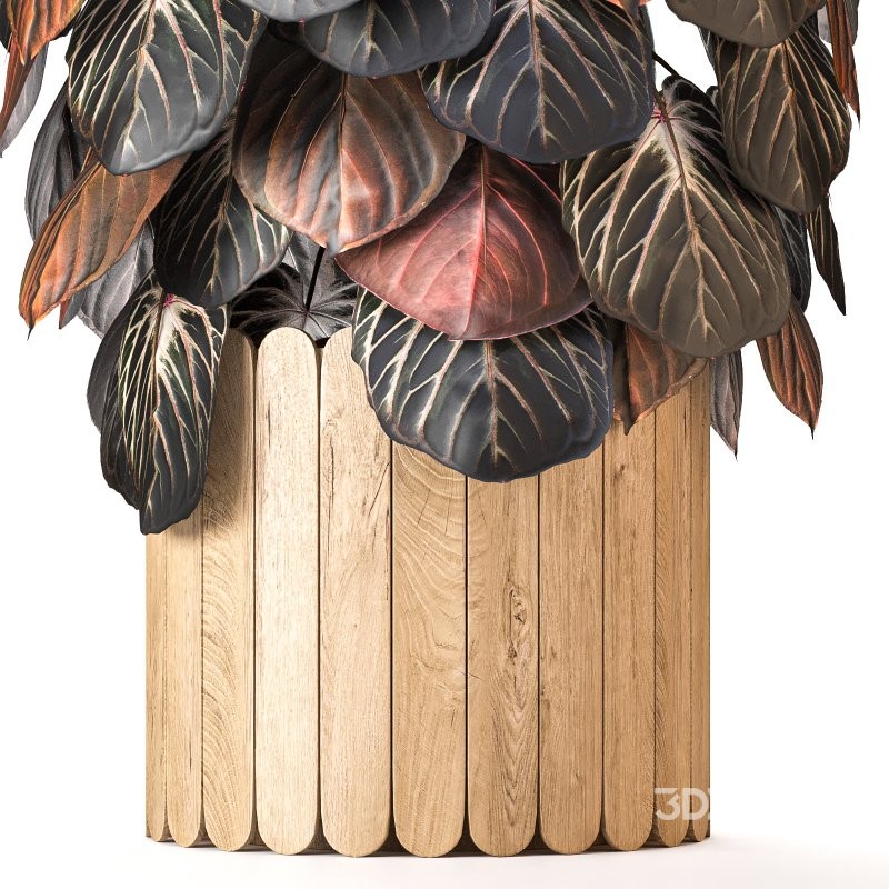 Boho Pot Plants 02 Image 7