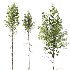 AV 4 trees Castanea Sativa and Betula Pendula - Thumbnail 2