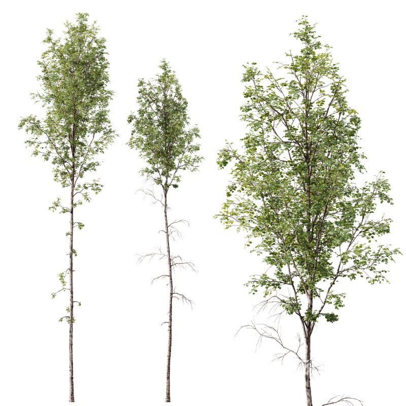 AV 4 trees Castanea Sativa and Betula Pendula Image 2
