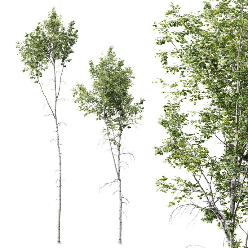 AV Betula Pendula and Fagus Sylvatica Image 1