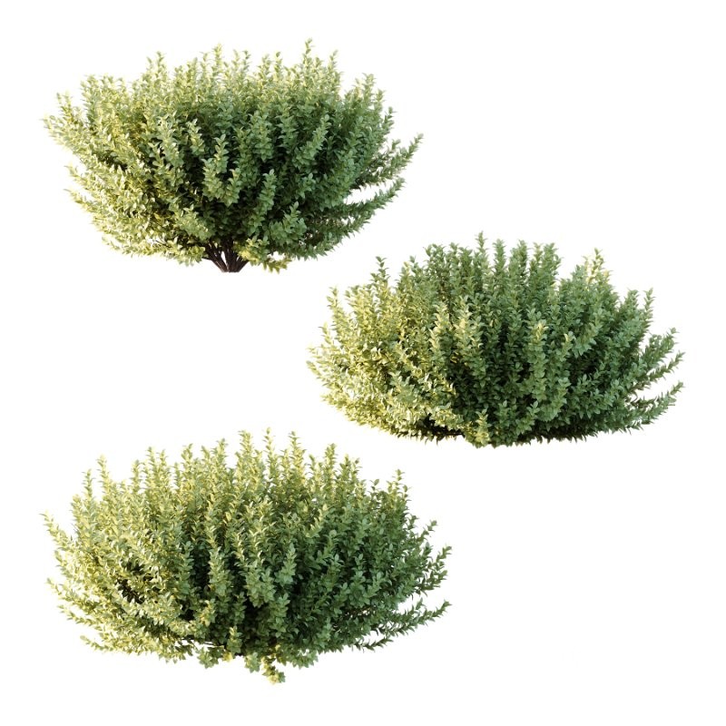 s vary widely among different species and between different English-speaking countries, but include spindle (or spindle tree), burning-bush, strawberry-bush, wahoo, wintercreeper, or simply euonymus. It has about 140 species of deciduous and evergreen shrubs, small trees and lianas. They are mostly native to East Asia, extending to the Himalayas, and they are also distributed in Europe, Australasia, North America, and Madagascar. Fifty species are endemic to China. Image 1