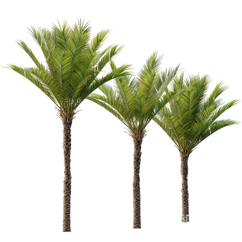AV Acer Pseudoplatanus and Phoenix Dactylifera Date Jurassic Palm 4 Trees Image 3