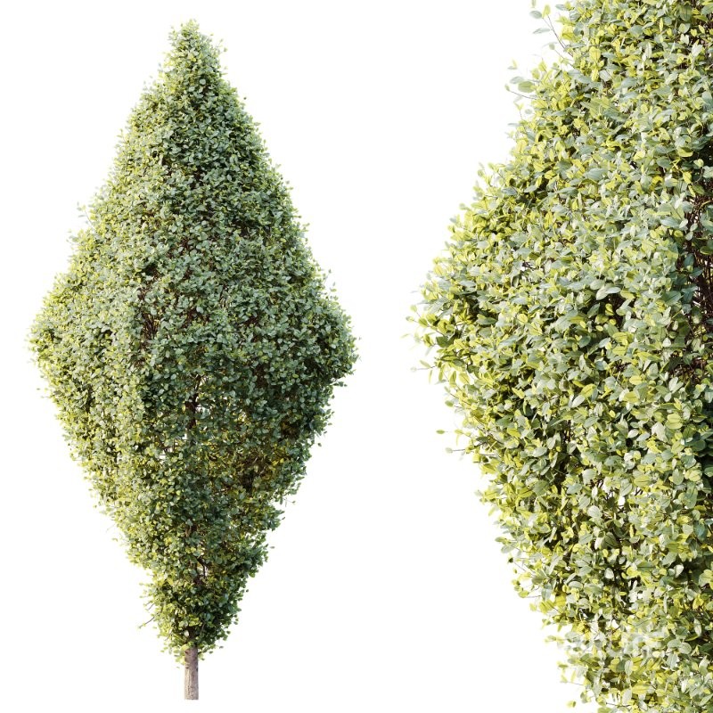 AV Plants Bush Ficus Concinna Bonsai Pruned Version14 Image 3