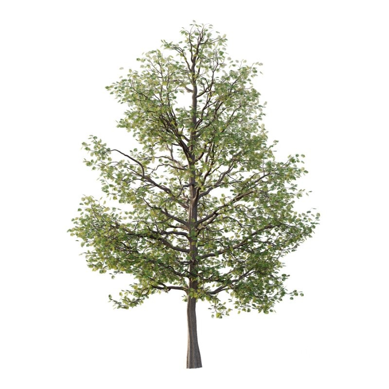 Mountain Ash Tree 19 Image 1