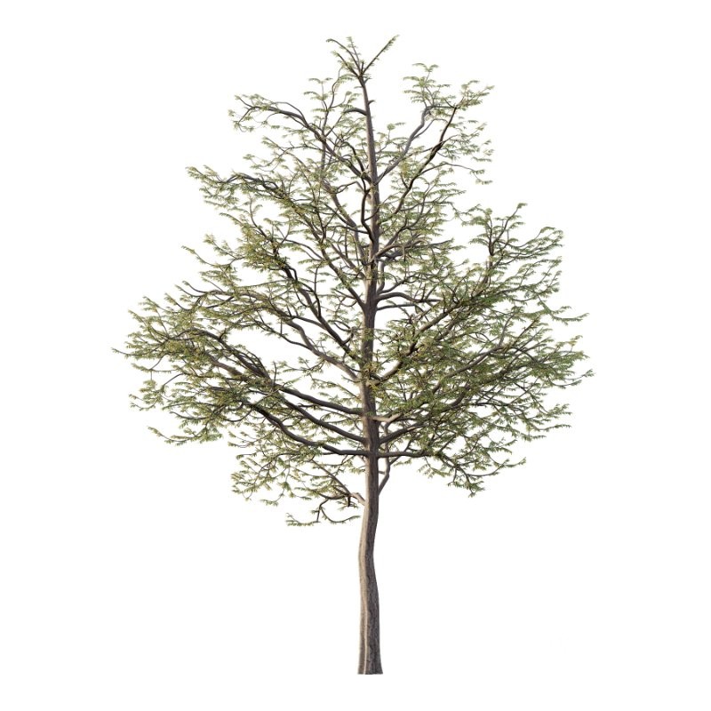 Mountain Ash Tree 09 Image 3