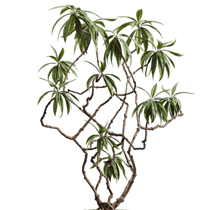 AV Indoor Plants Set 403 lemon Ficus Japandi Calathea Lutea Image 2