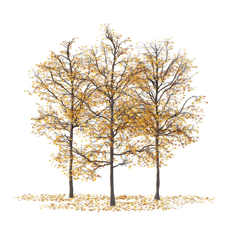 Mountain Ash Tree 04 Image 3