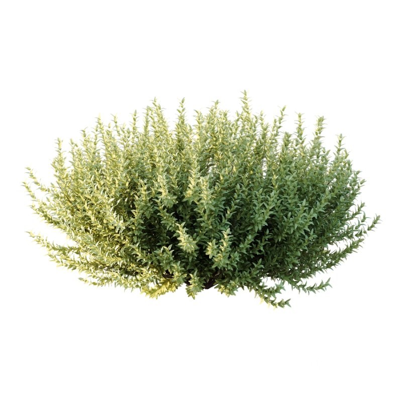 s vary widely among different species and between different English-speaking countries, but include spindle (or spindle tree), burning-bush, strawberry-bush, wahoo, wintercreeper, or simply euonymus. It has about 140 species of deciduous and evergreen shrubs, small trees and lianas. They are mostly native to East Asia, extending to the Himalayas, and they are also distributed in Europe, Australasia, North America, and Madagascar. Fifty species are endemic to China. Image 2