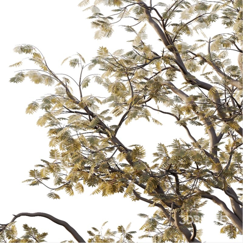 Mountain Ash Tree 16 Image 2