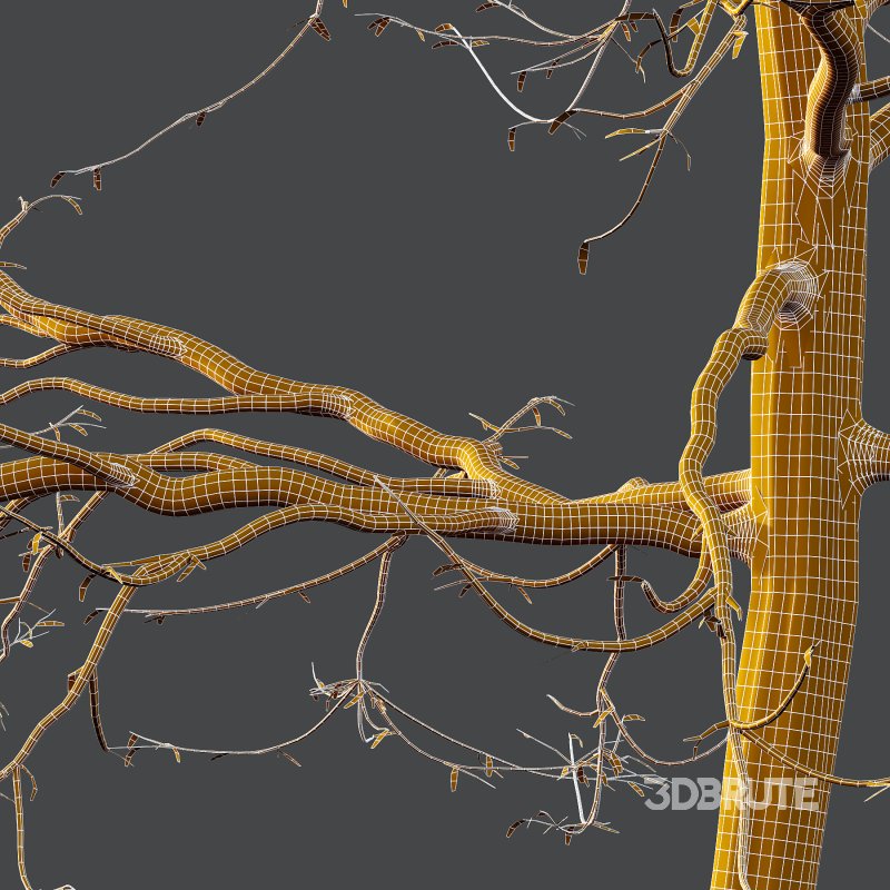 Mountain Ash Tree 07 Image 7