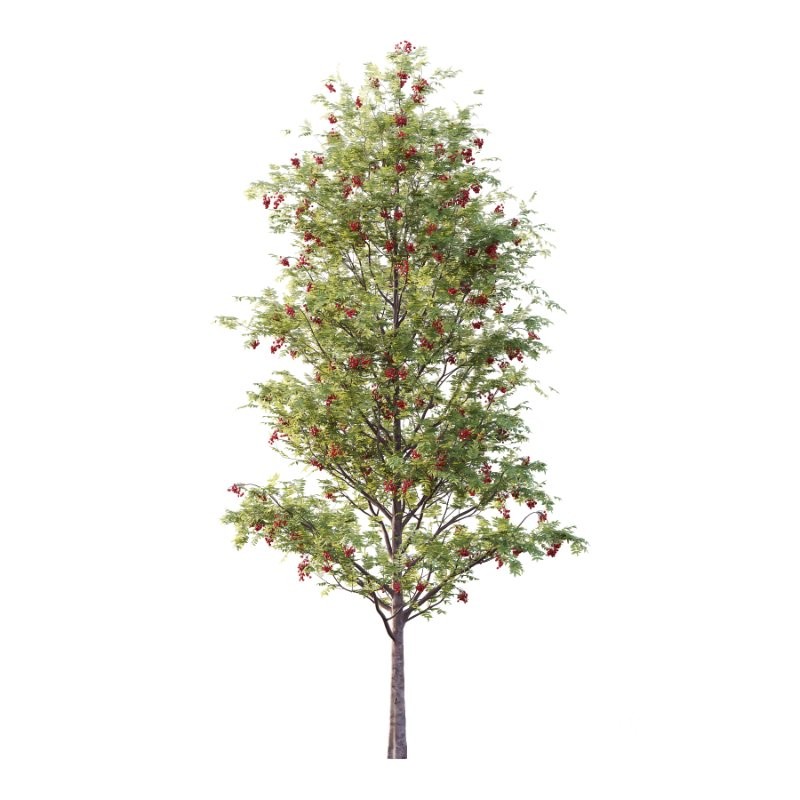 Rowan Fruit Tree 02 Image 2