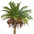 AV Phoenix Sylvestris Fruit and Phoenix Canariensis Decorative Garden - Thumbnail 3