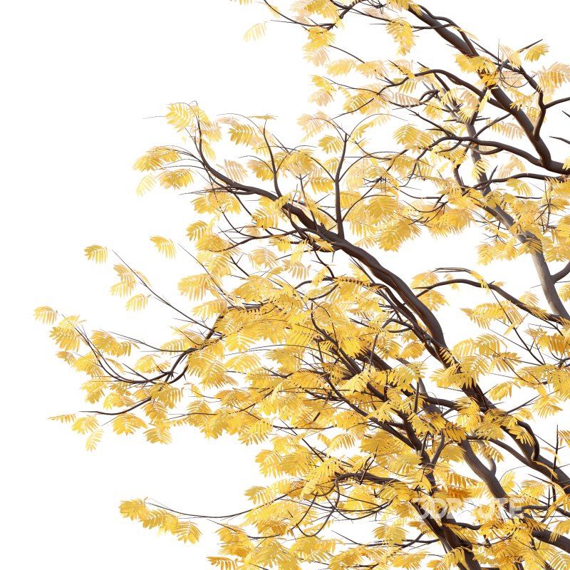 Mountain Ash Tree 01 Image 5