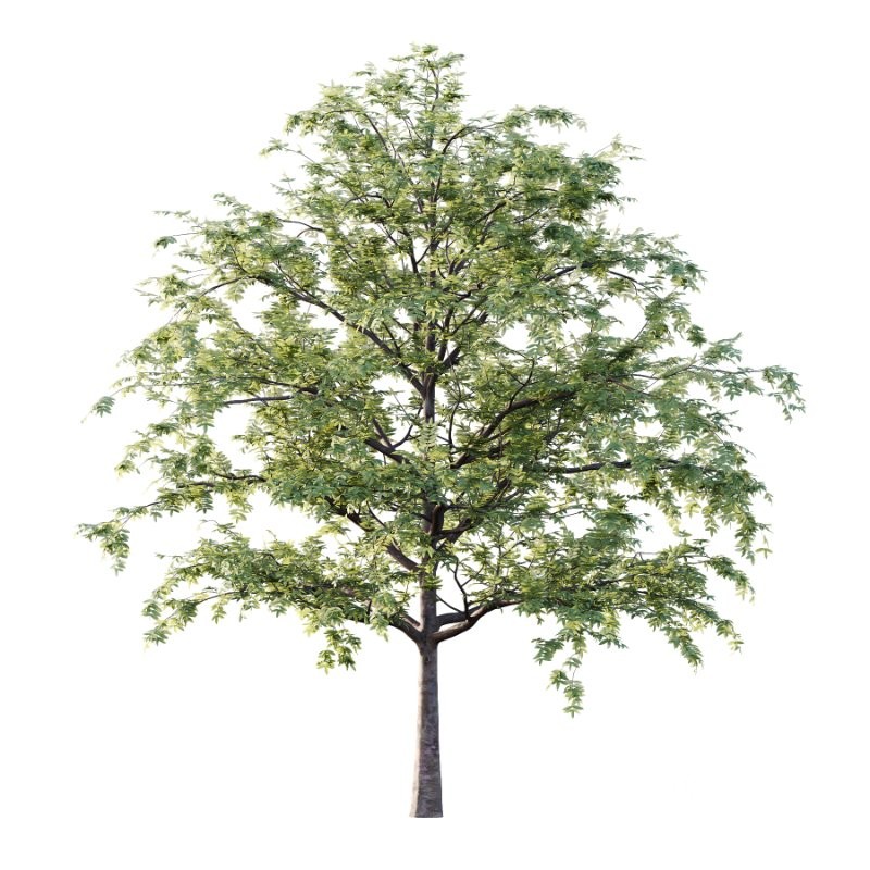 Rowan tree 06 Image 1