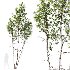 AV Betula Pendula 3 trees - Thumbnail 3