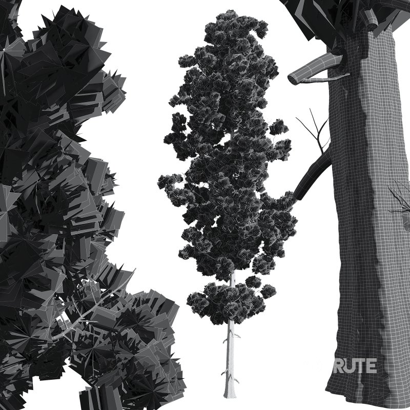 AV Pinus Engelmannii and Pinus Palustris Image 8