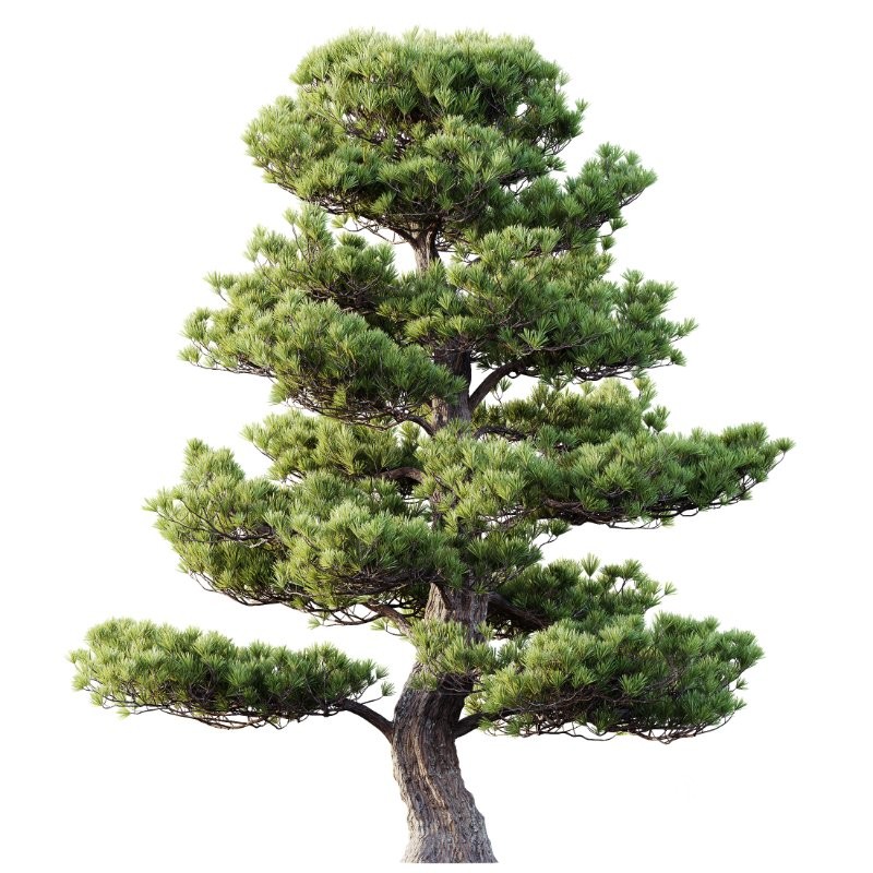 AV Carpinus Betulus and Pinus Bonsai Sylvestris Pine Parviflora Scotch Contorta Image 2