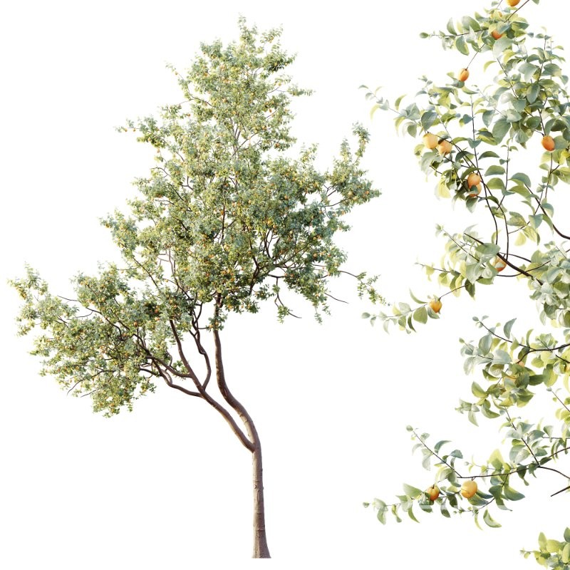 AV Plants Armeniaca Vulgaris Prunus Version02 Image 3