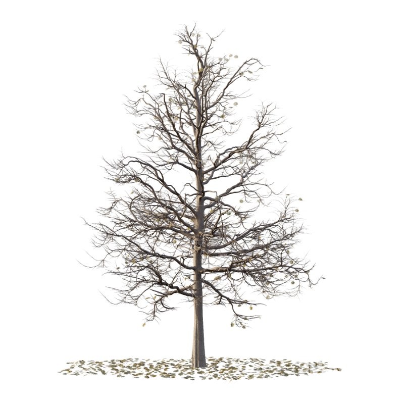 Mountain Ash Tree 18 Image 1