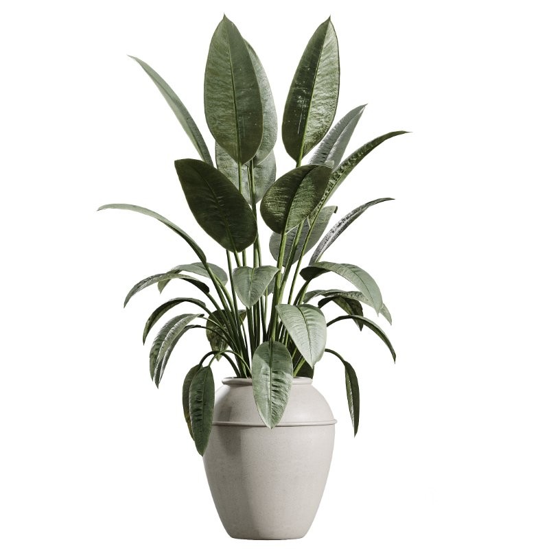 AV Indoor Plants Set 409 Olive Ficus Schefflera Lemon Image 3