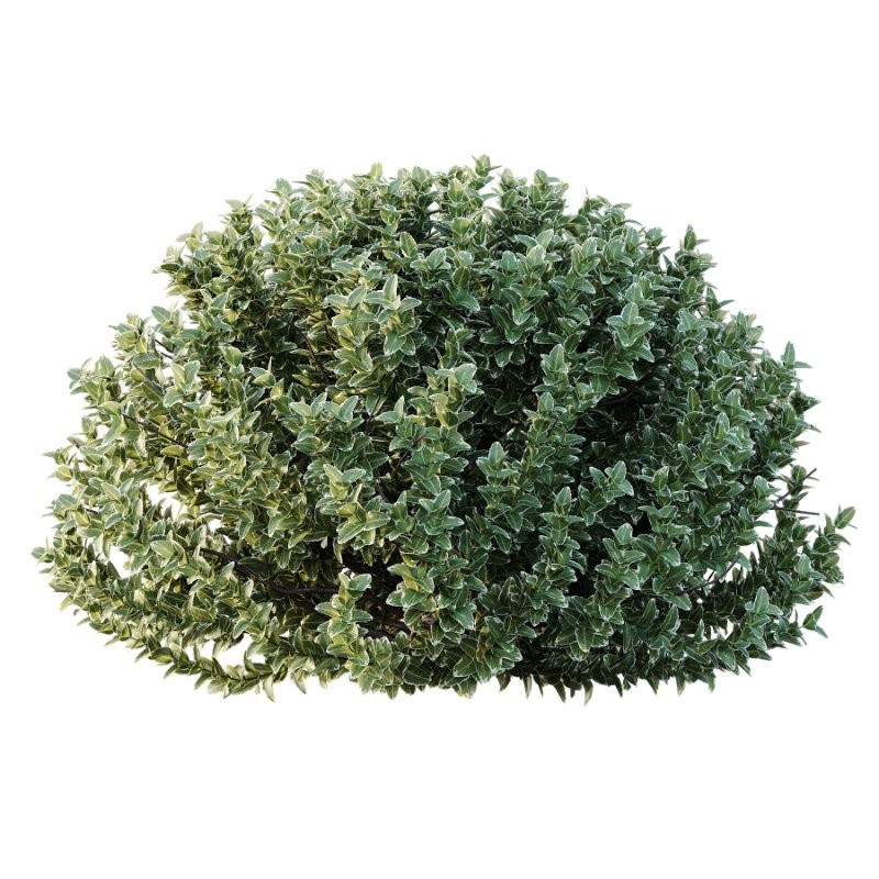 s vary widely among different species and between different English-speaking countries, but include spindle (or spindle tree), burning-bush, strawberry-bush, wahoo, wintercreeper, or simply euonymus. It has about 140 species of deciduous and evergreen shrubs, small trees and lianas. They are mostly native to East Asia, extending to the Himalayas, and they are also distributed in Europe, Australasia, North America, and Madagascar. Fifty species are endemic to China.The inconspicuous flowers occur in small groups, and can be green, yellow, pink or maroon in color depending on species. The leaves are opposite (rarely alternate) and simple ovoid, typically 2–15 cm long, and usually with a finely serrated margin. The fruit is a pink or white four- or five-valved pod-like berry, which splits open to reveal the fleshy-coated orange or red seeds. Image 3