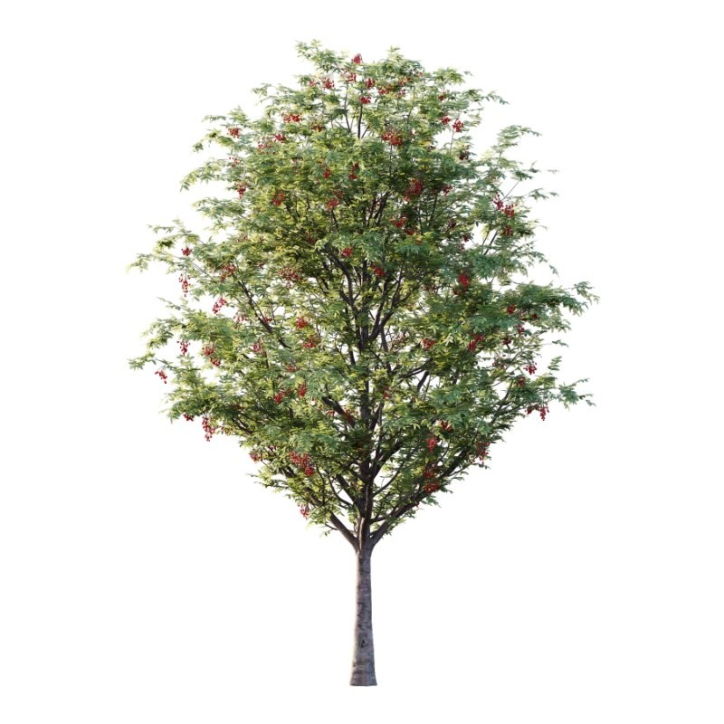 Rowan Fruit Tree 07 Image 1