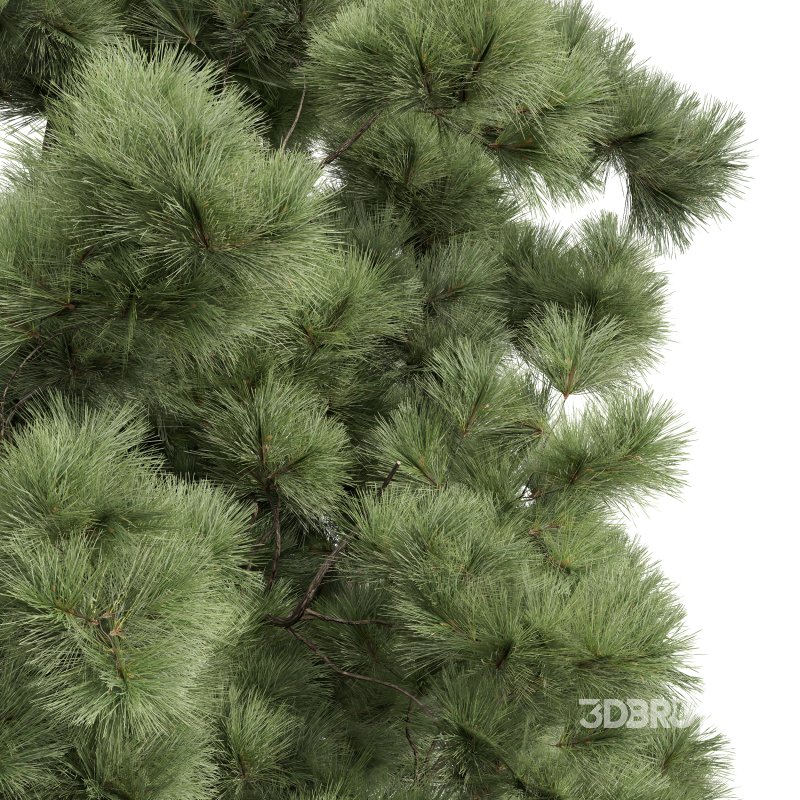 AV Pinus Engelmannii and Pinus Palustris Image 6