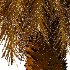 Phoenix roebelenii Palm Trees 01 - Thumbnail 3