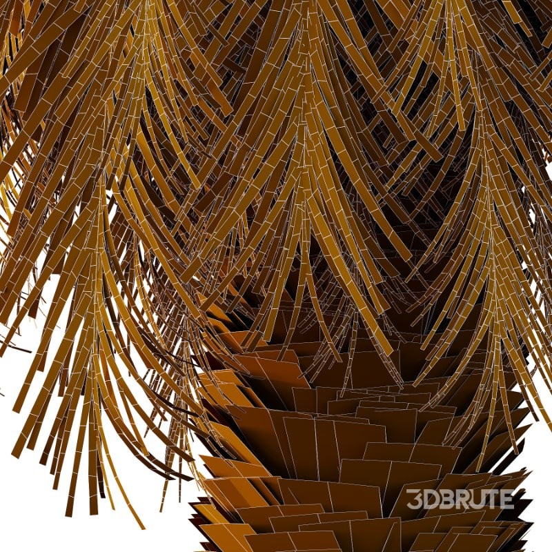 Phoenix roebelenii Palm Trees 01 Image 3