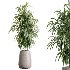 AV Indoor Plants Set 435 Banana and Alnus Glutinosa and Orange Tree and Schefflera Arboricola and Ficus Binnendijkii - Thumbnail 4