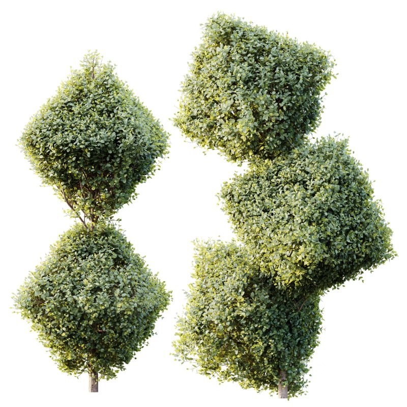 AV Plants Bush Ficus Concinna Bonsai Pruned Version14 Image 2