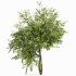 AV Water gum and Carpinus Betulus 3 trees - Thumbnail 1