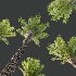 AV Acer Pseudoplatanus and Phoenix Dactylifera Date Jurassic Palm 4 Trees - Thumbnail 4