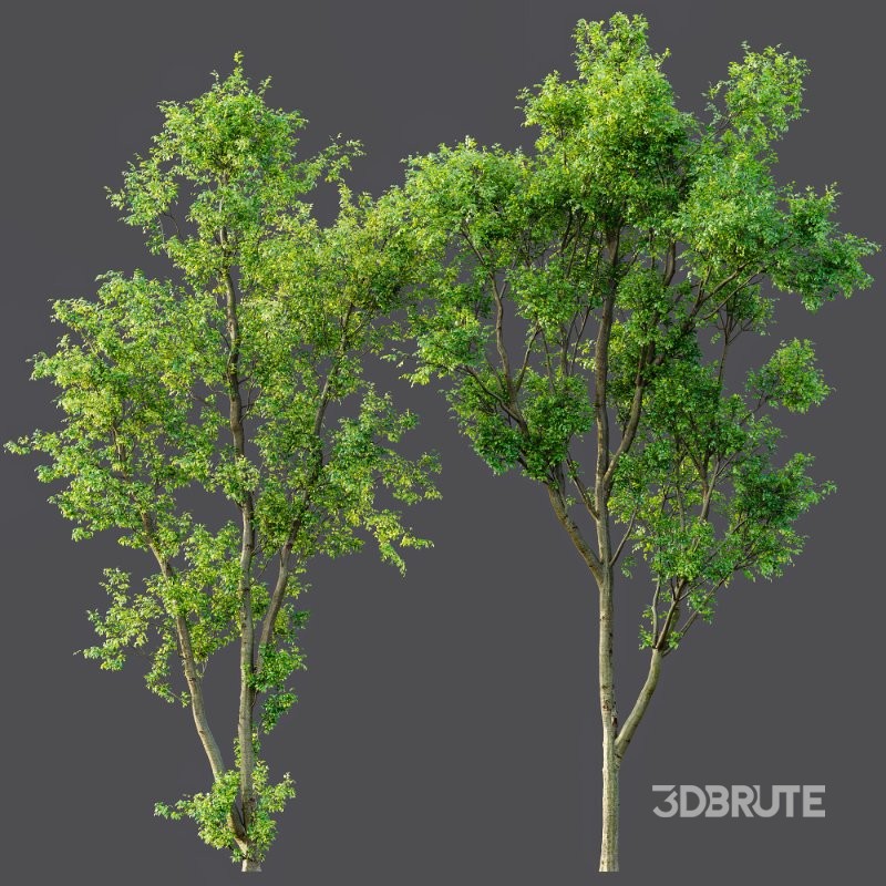 AV Celtis Australis Image 9