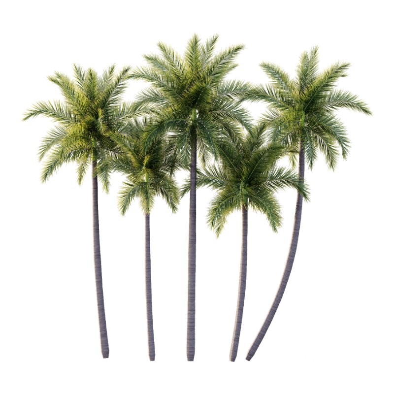 Roystonea Regia Tree 05 Image 3