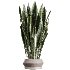 AV Indoor Plants Set 412 Banana Olive Ficus Fig Sansevieria - Thumbnail 3