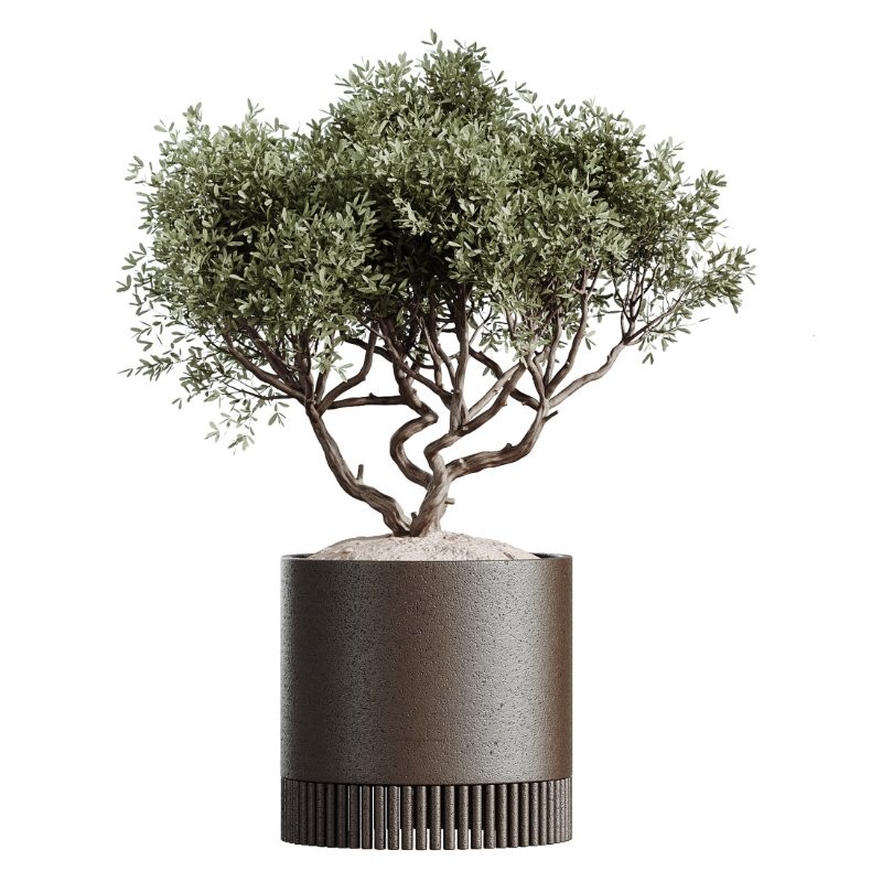 AV Indoor Plants Set 412 Banana Olive Ficus Fig Sansevieria Image 1