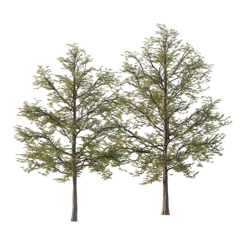 Mountain Ash Tree 11 Image 1