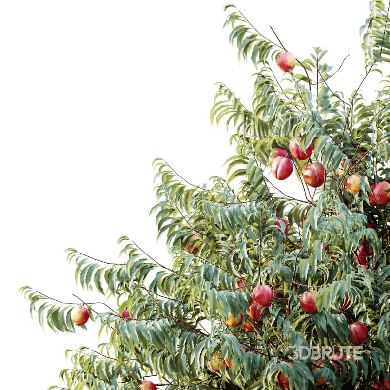 AV Amygdalus Persica Peach Version02 Image 4