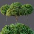 ntal form and natural symmetry. The rounded, umbrella-like canopies of these trees add sculptural softness and a refined botanical rhythm to exterior landscapes. Designed with high precision and 4K materials, this 3D model set captures the elegance and realism ideal for architectural gardens, courtyards, and modern outdoor visualizations. - Thumbnail 6