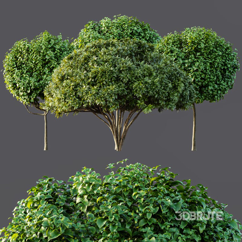 ntal form and natural symmetry. The rounded, umbrella-like canopies of these trees add sculptural softness and a refined botanical rhythm to exterior landscapes. Designed with high precision and 4K materials, this 3D model set captures the elegance and realism ideal for architectural gardens, courtyards, and modern outdoor visualizations. Image 6
