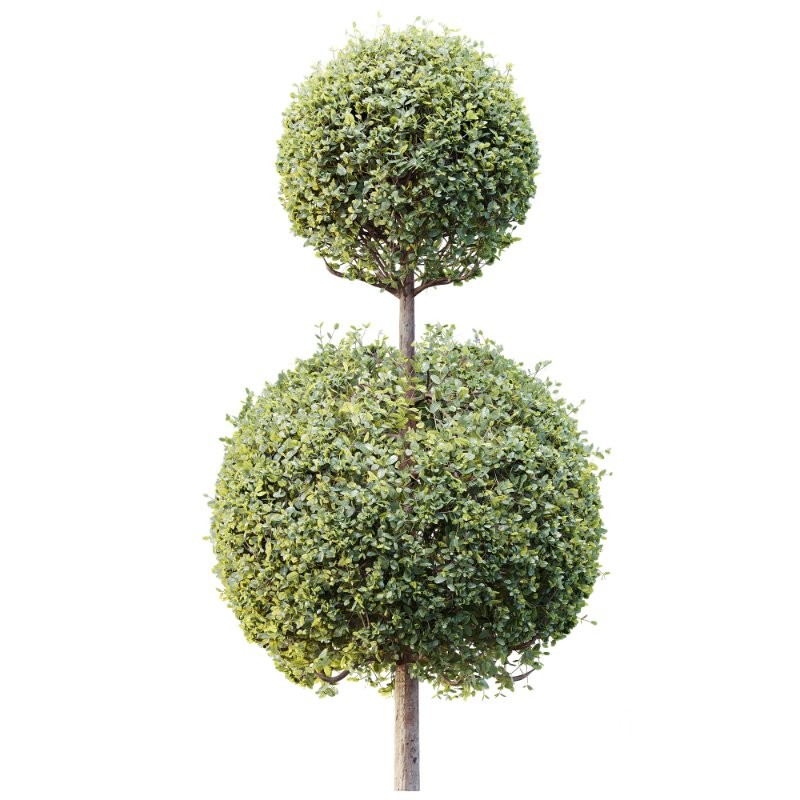 AV Plants Bush Ficus Concinna Bonsai Pruned Version13 Image 1