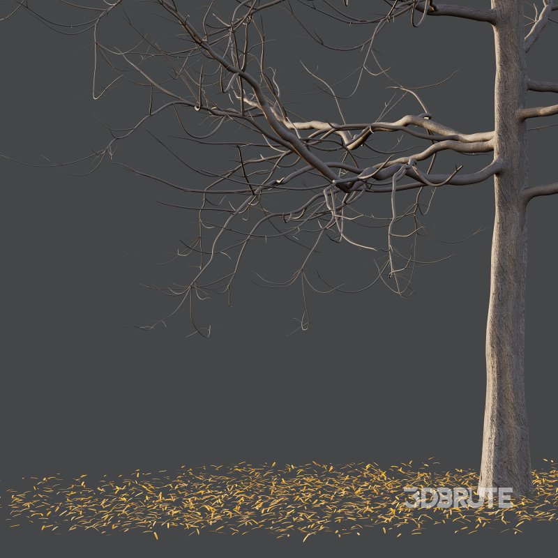 Mountain Ash Tree 03 Image 5