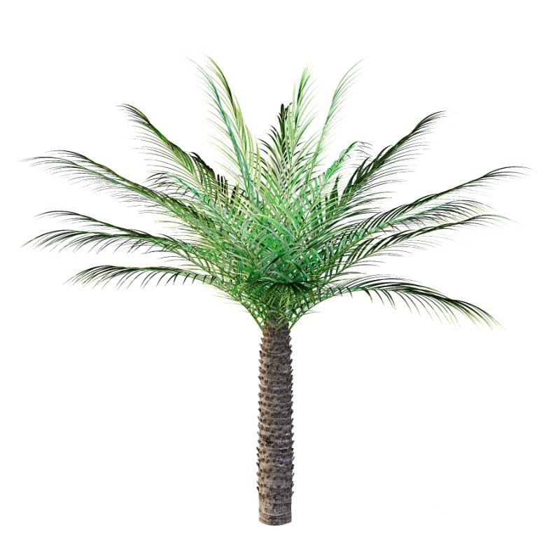 Phoenix roebelenii Palm Trees 06 Image 4