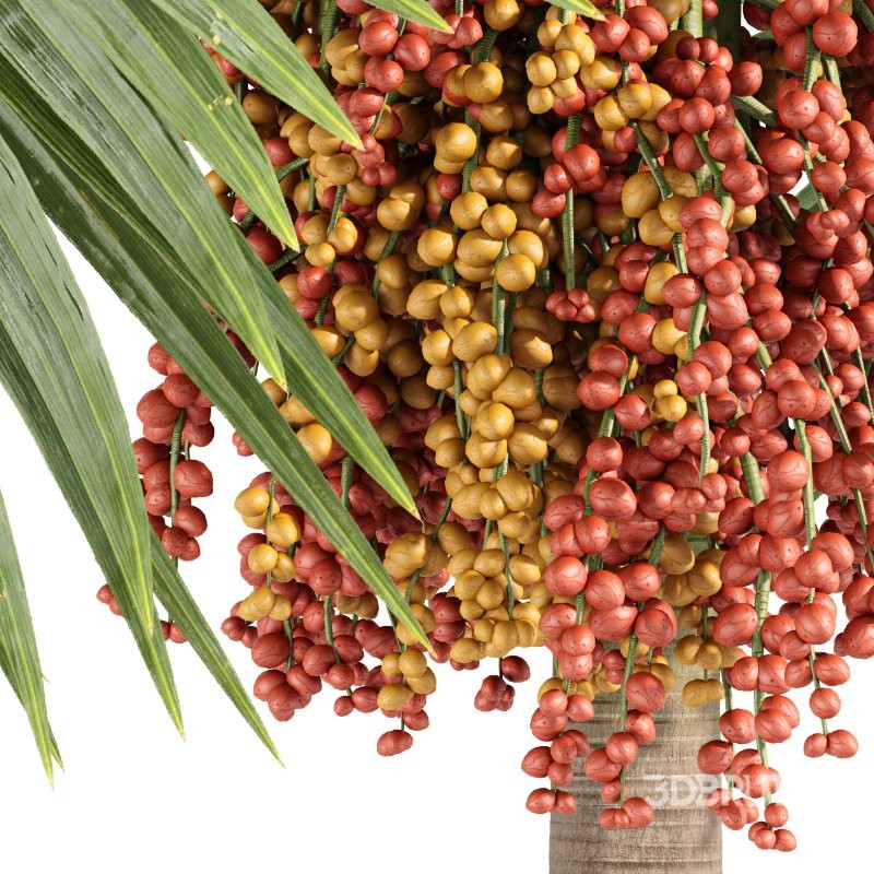 ntal palm fruits that make this species a striking centerpiece in any exterior visualization.