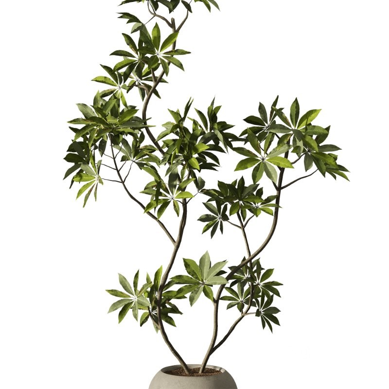 Indoor Plants Set 102 Image 3