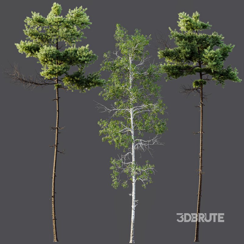 AV Pinus Echinata Populus Tremuloides Image 7